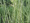 Hosszanti csíkos ecsetkáka (Scirpus lacustris 'albescens')
